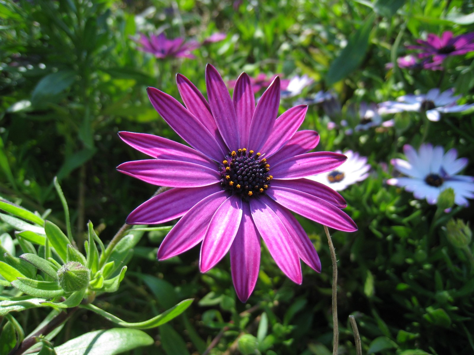 African Daisy